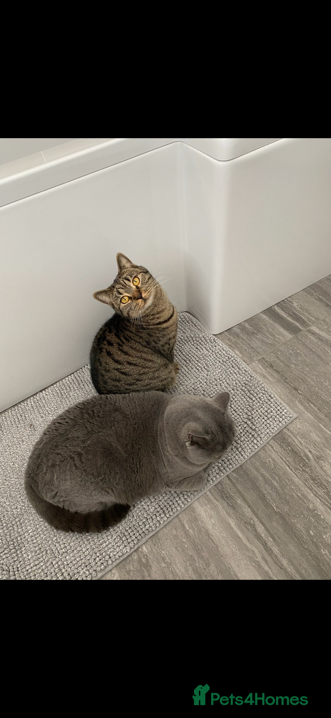 British Shorthair cats for sale: Mowgli and Millie - Image 2