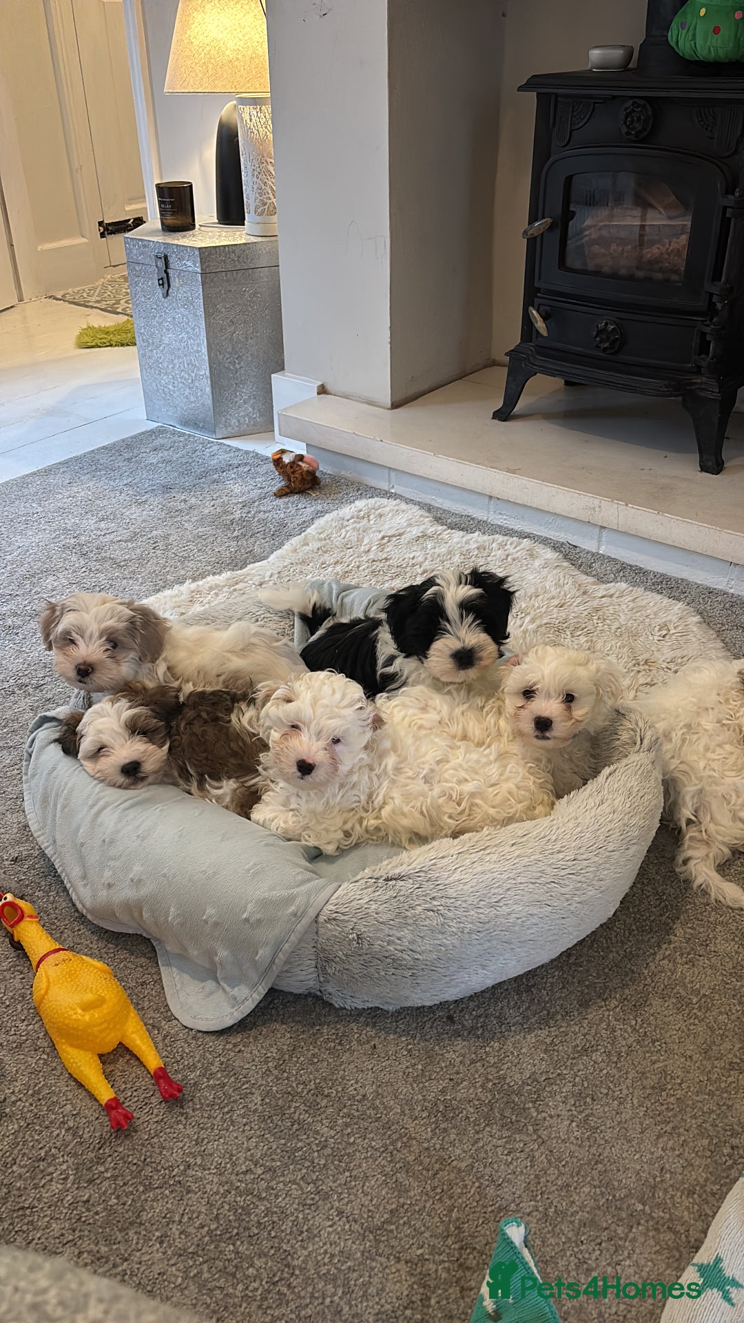 Shihpoo dogs for sale: Beautiful puppies Ready for their forever homes  - Advert 4