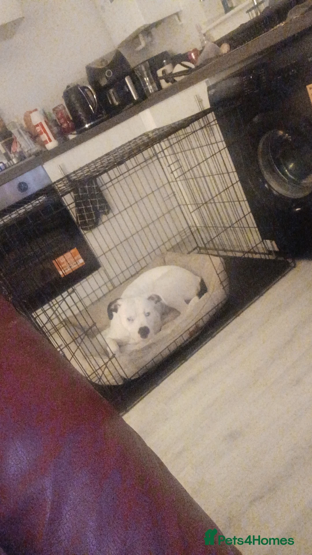 Mixed Breed dogs for sale: Zero - American Bully x Staffy - Advert 4