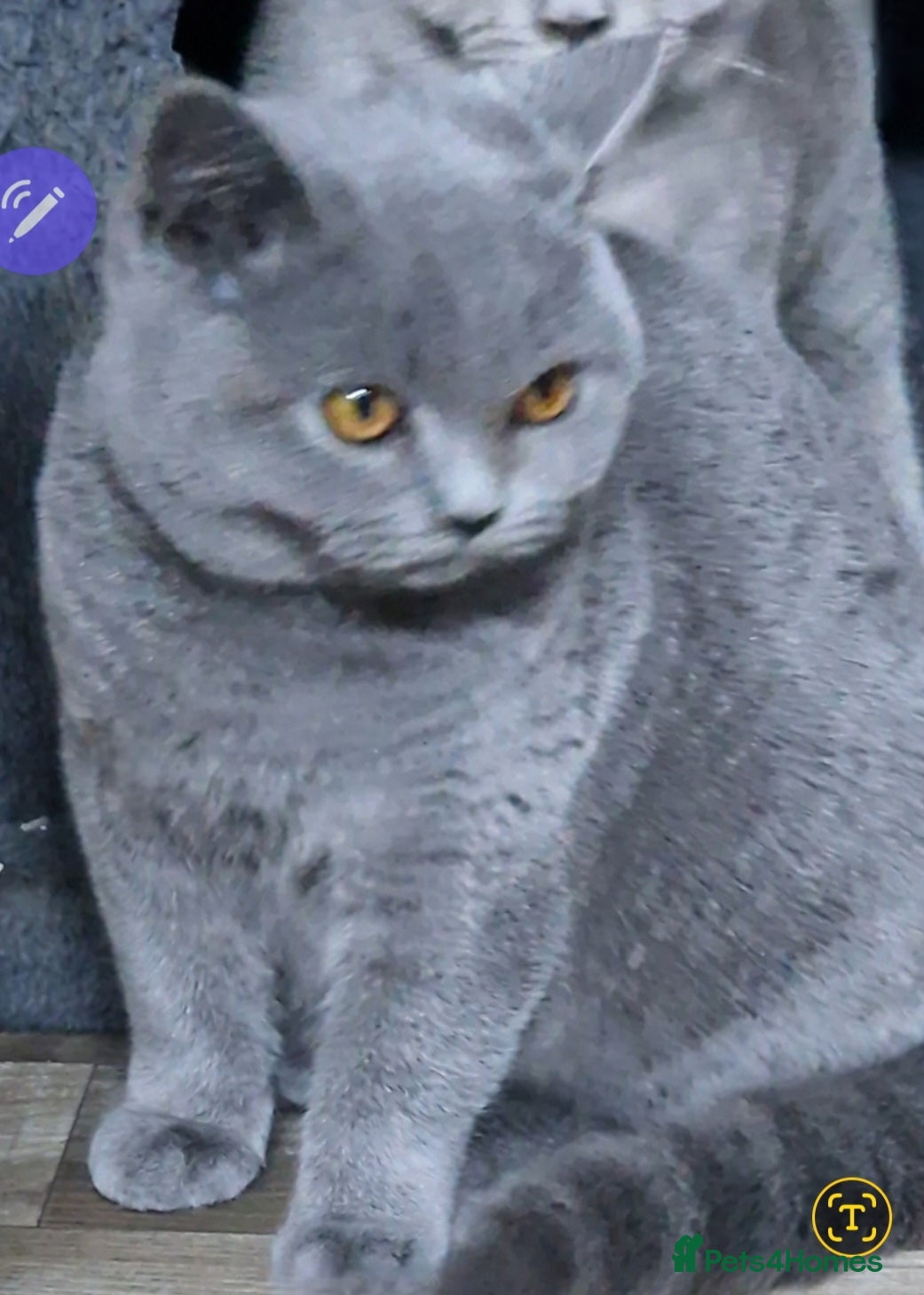 British Shorthair cats British shorthaired Blue  girl for sale - Advert 12