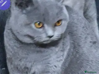 British Shorthair cats British shorthaired Blue girl for sale - Advert 12