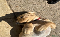 Labrador Retriever dogs for sale: Ready now!! KC Fox Red & Black Labrador Puppies - Image 30