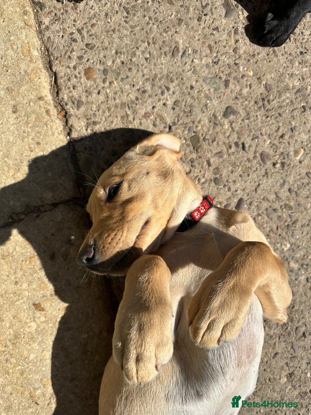 Labrador Retriever dogs for sale: Ready now!! KC Fox Red & Black Labrador Puppies - Image 30