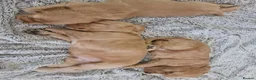 Cocker Spaniel dogs for sale: 3 golden Cocker Spaniels  - Advert 18