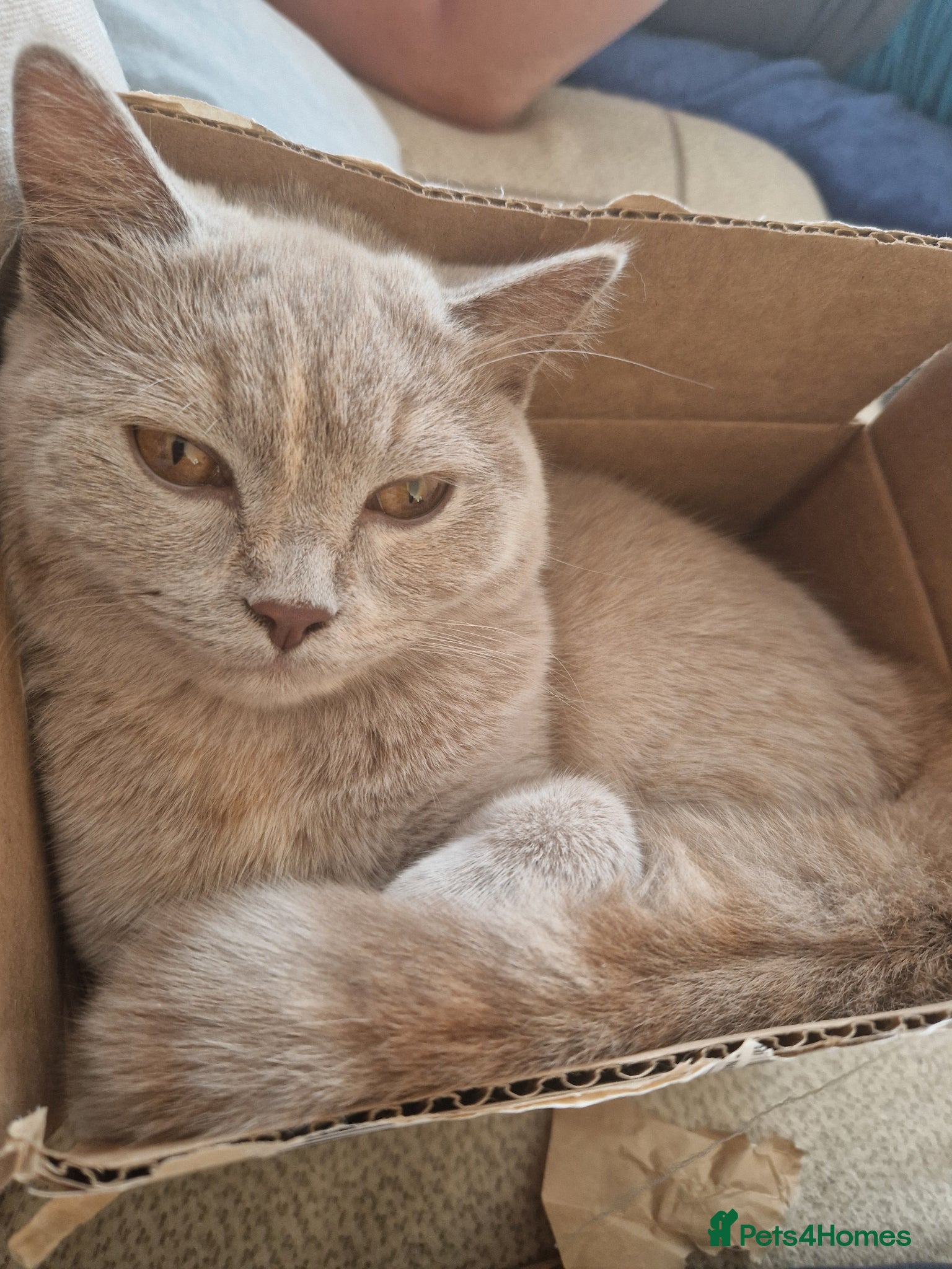 Scottish Fold cats for sale: Scottish kittens blue fold and straight boy, girl in Nottingham - Advert 31