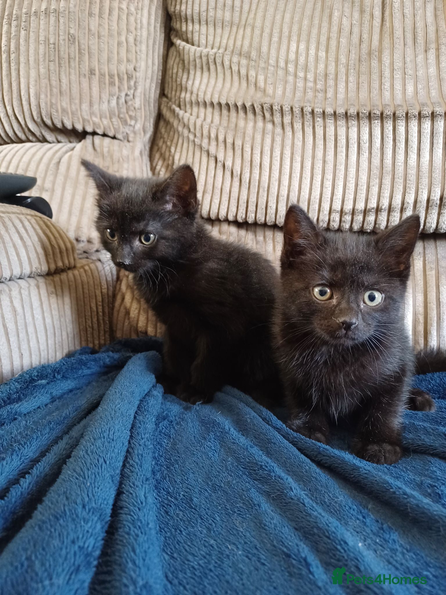 Mixed Breed cats 2 beautiful kittens 8 weeks old  - Advert 4