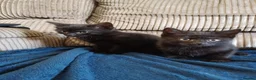 Mixed Breed cats for sale: 2 beautiful kittens 8 weeks old  - Advert 1