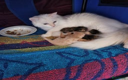 Ragdoll cats for sale: Beautiful Ragdoll Kittens  - Image 32