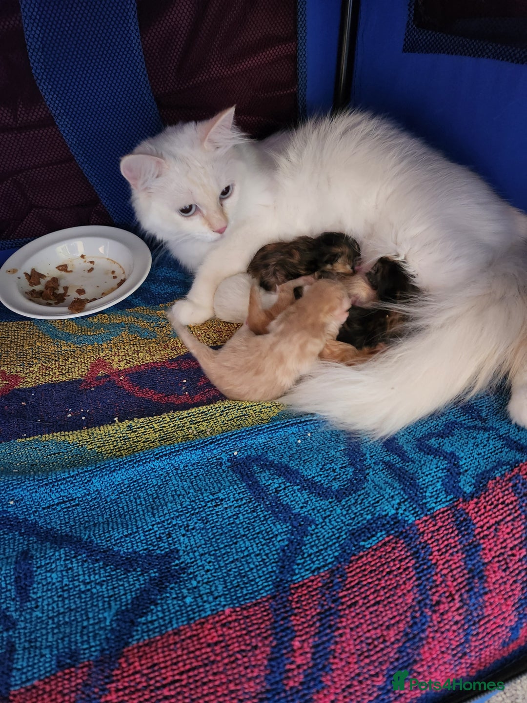 Ragdoll cats for sale: Beautiful Ragdoll Kittens  - Image 32