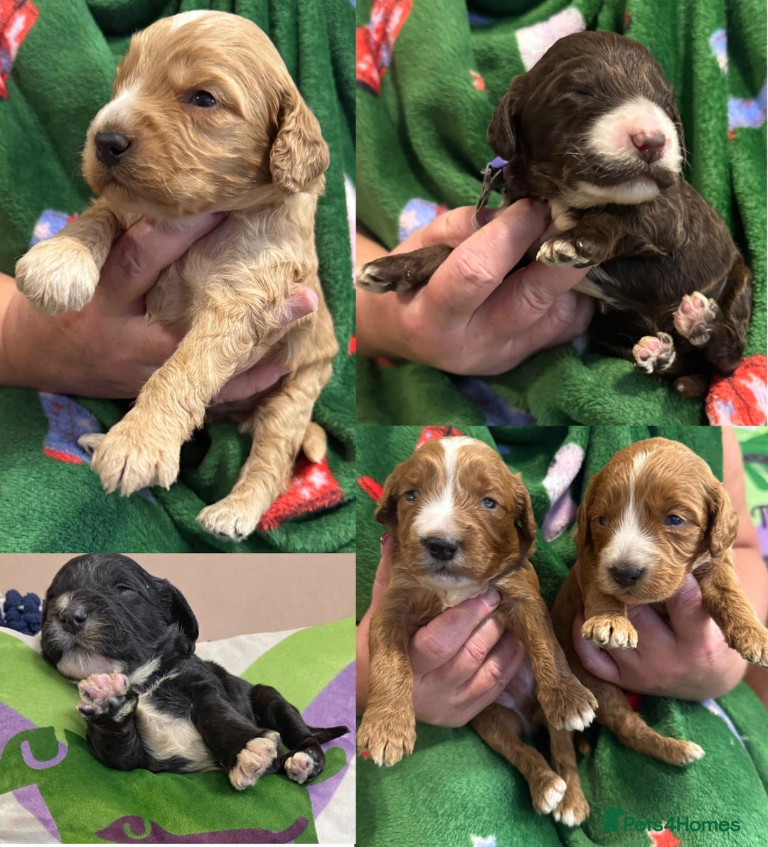 Cockapoo dogs for sale: F1 various mini cockapoos 30 dna health tested clr - Advert 1