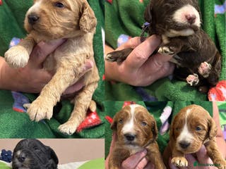 Cockapoo dogs F1 various mini cockapoos 30 dna health tested clr - Advert 3