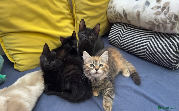 Mixed Breed cats - Advert 3