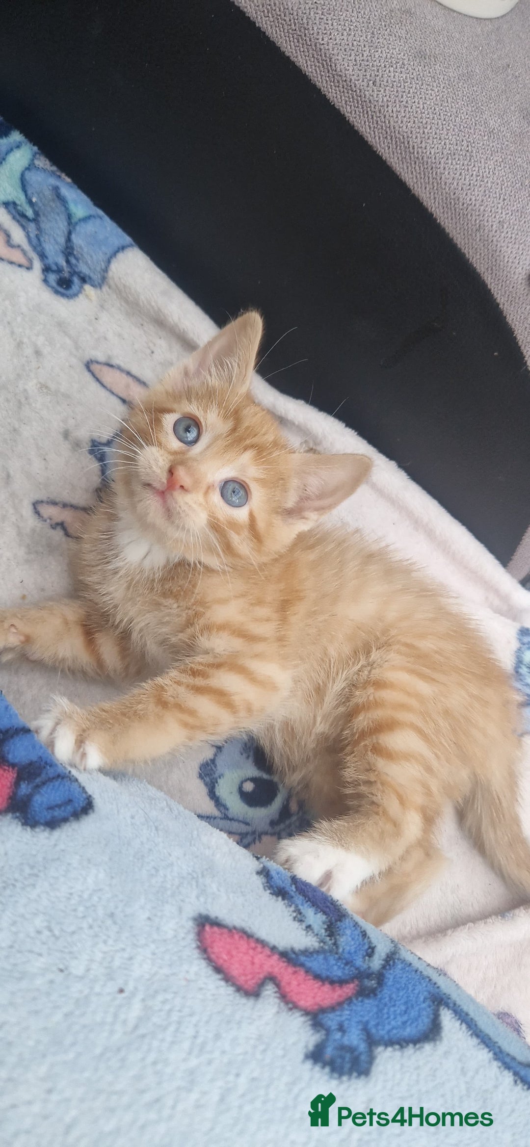 Mixed Breed cats for sale: 5 little kittens(2 calico girls +3 ginger males)  - Advert 14