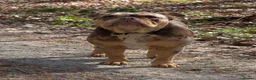 Olde English Bulldogge dogs for sale: Special home for beautiful bulldog - Advert 4