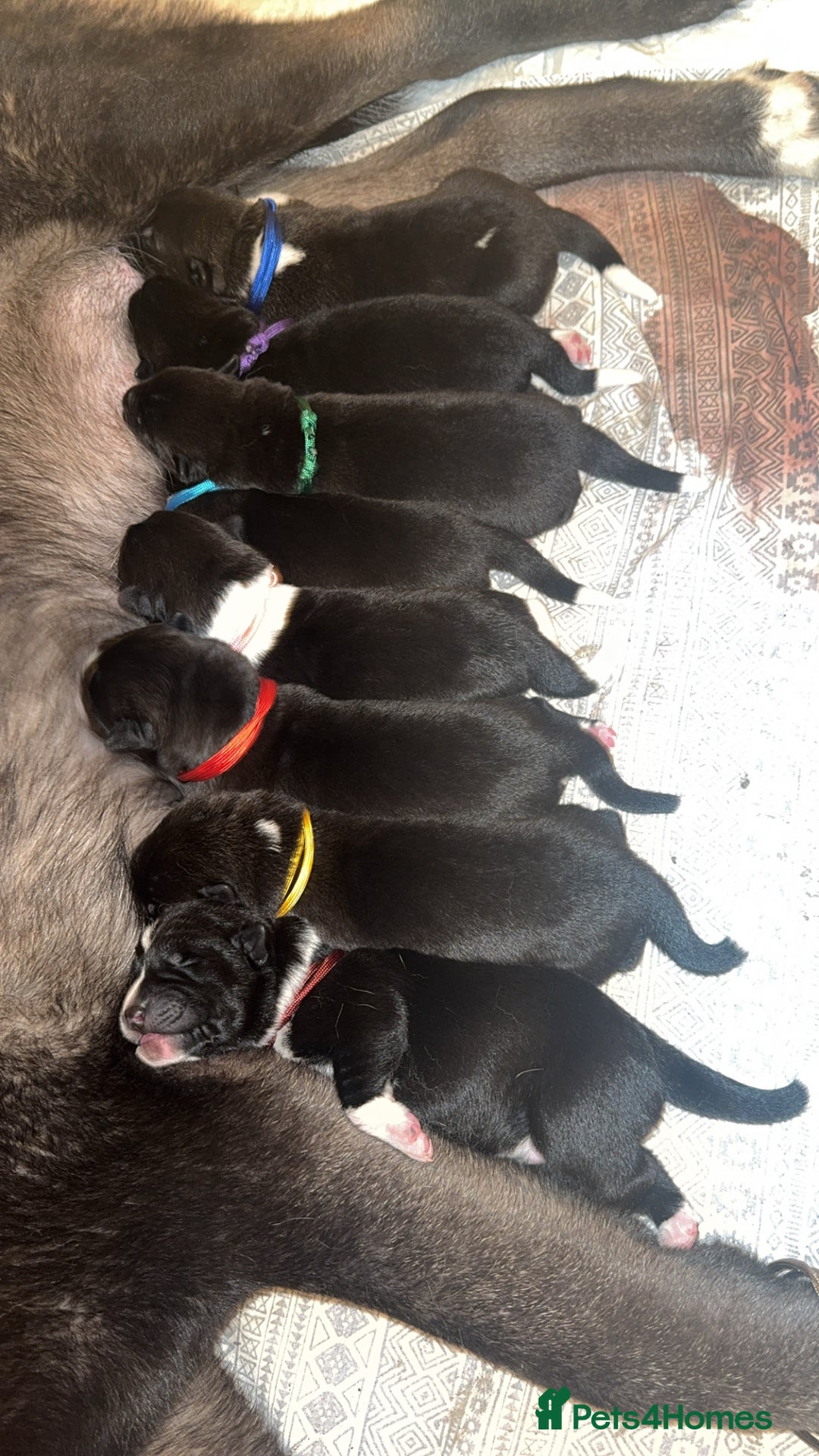 Akita dogs for sale: Black Mask American Akita Puppies - Advert 2