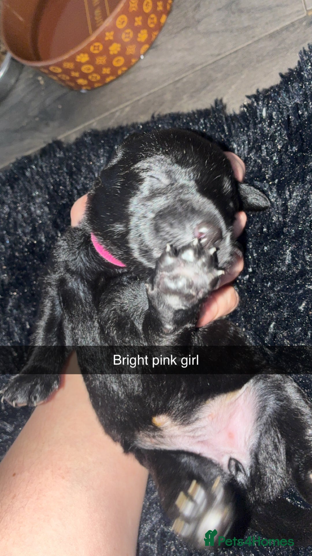 Labrador Retriever dogs for sale: STUNNING KC REGISTERED PEDIGREE LABRADOR PUPPIES - Advert 3