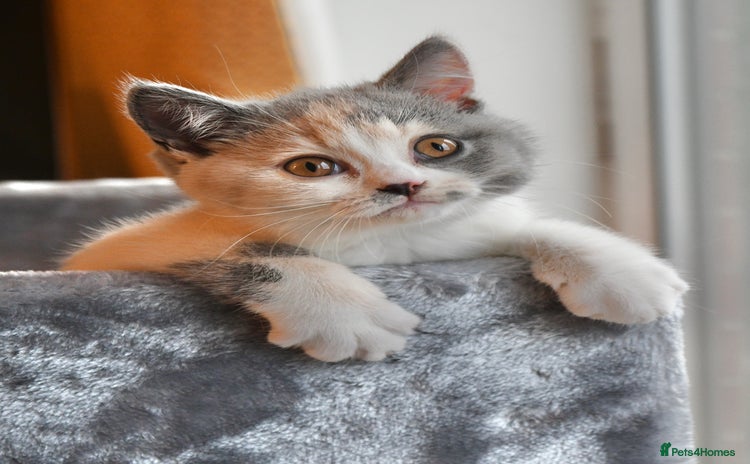 British Shorthair cats - Advert 6