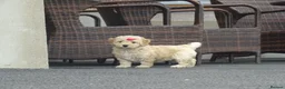 Cockapoo dogs for sale: Stunning Cockapoo Puppies  - Advert 19