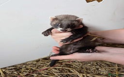 Ferret rodents for sale: Polecat Ferrets for sale  - Image 3