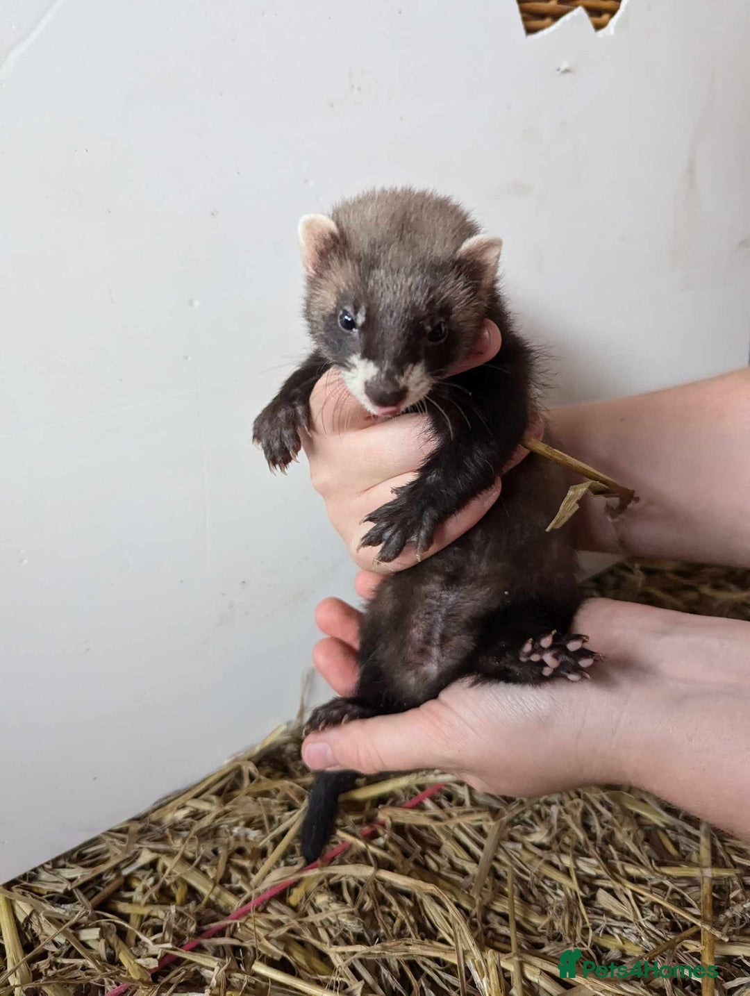 Ferret rodents for sale: Polecat Ferrets for sale  - Image 3