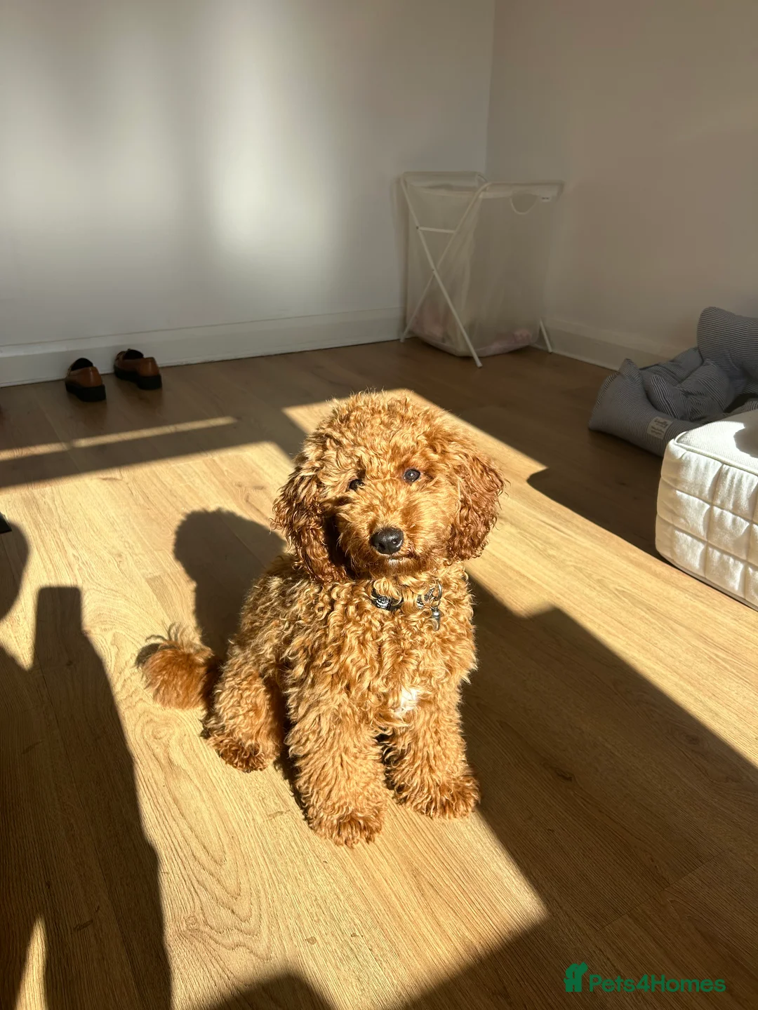 Mixed Breed dogs for sale: (Almost) 6 month old puppy in Corby - Advert 2