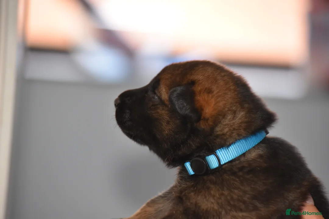 Mixed Breed dogs for sale: GSD × Dutch Herder – Top European Working Lines - Advert 22