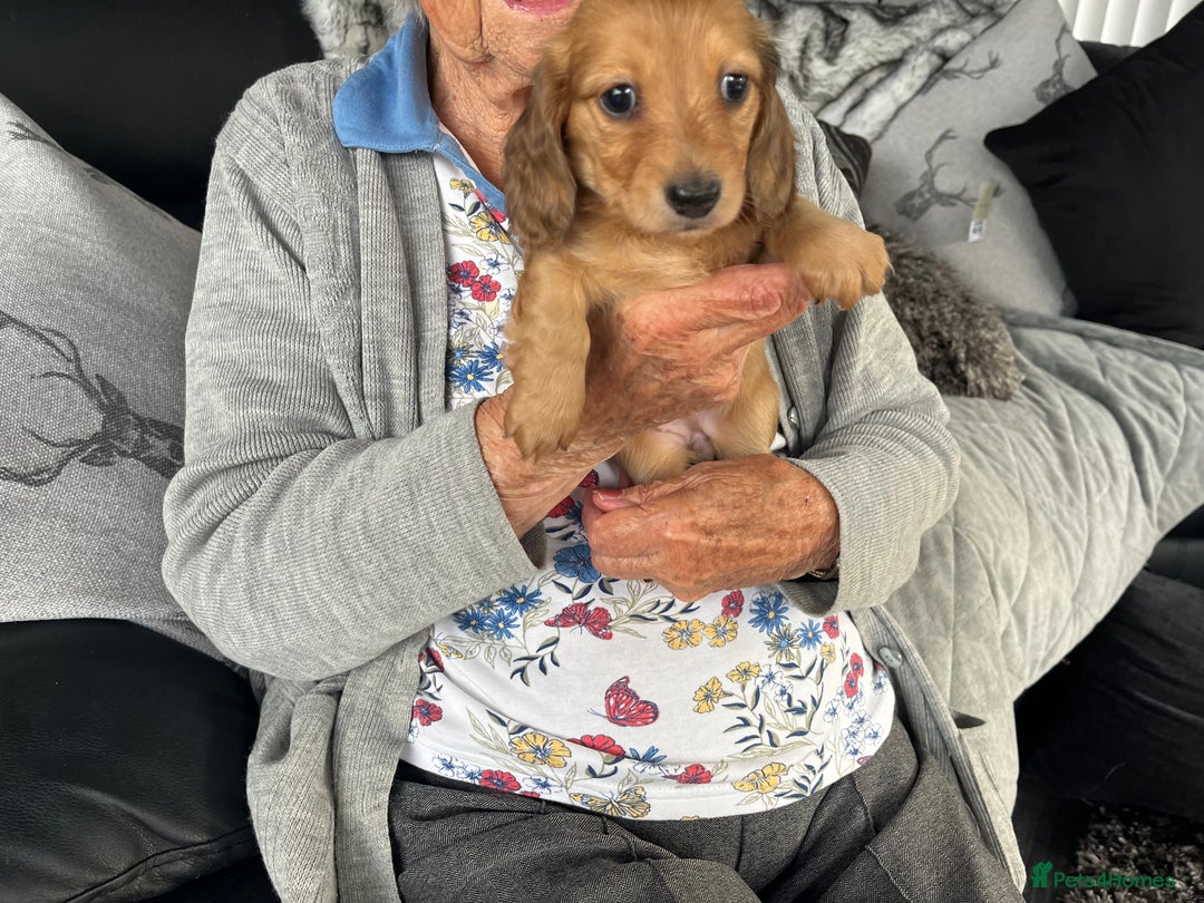 Dachshund dogs for sale: Stunning long haired miniature daxi puppies    - Image 10