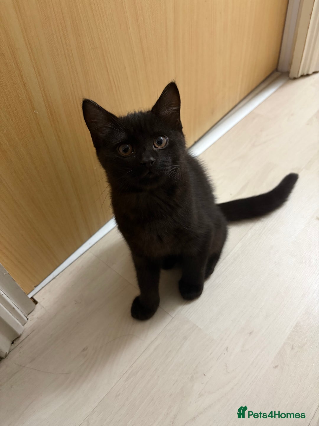 Mixed Breed cats for sale: British Short hair mixed breeds  - Advert 17