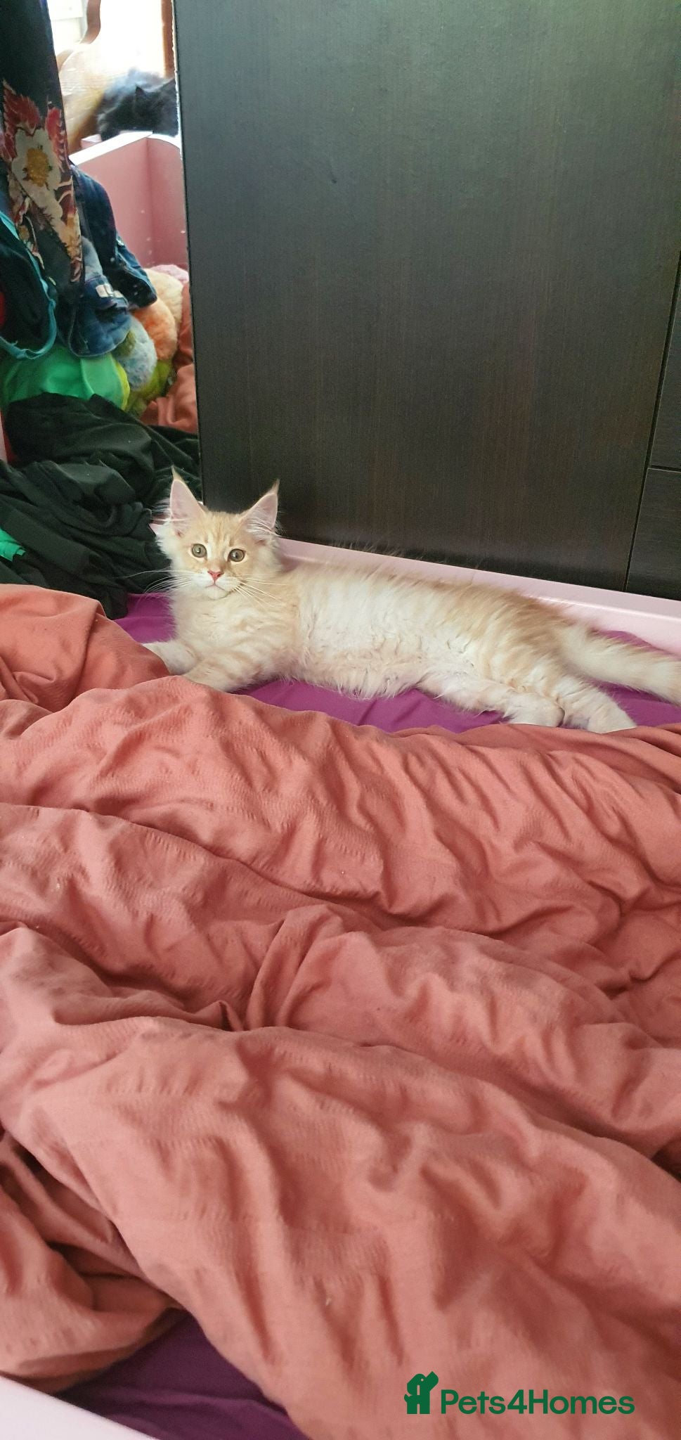 Maine Coon cats Maine coon 😸 Last cream boy left - Advert 2