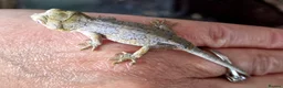 Gecko reptiles for sale: Gargoyle Gecko Babies 2+ months - Advert 2