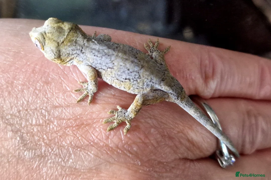Gecko reptiles for sale: Gargoyle Gecko Babies 2+ months - Advert 2