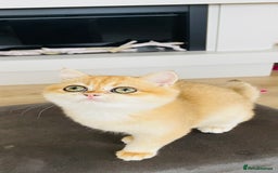 British Shorthair cats for sale: TICA & GCCF  Registered ACTIVE  Female Active  - Image 5