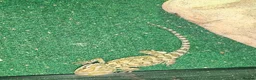 Bearded Dragon reptiles for sale: Baby Rankin's Dragons - Advert 4
