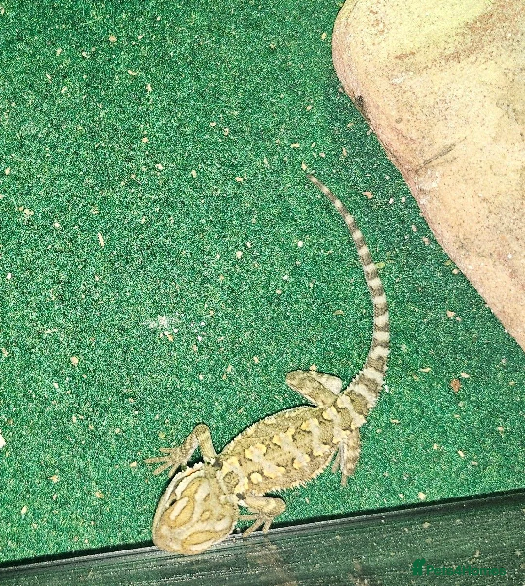 Bearded Dragon reptiles for sale: Baby Rankin's Dragons - Advert 4
