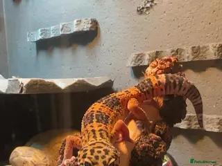 Leopard Gecko reptiles Leopard ghecko - Advert 2