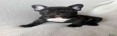Dark Brindle