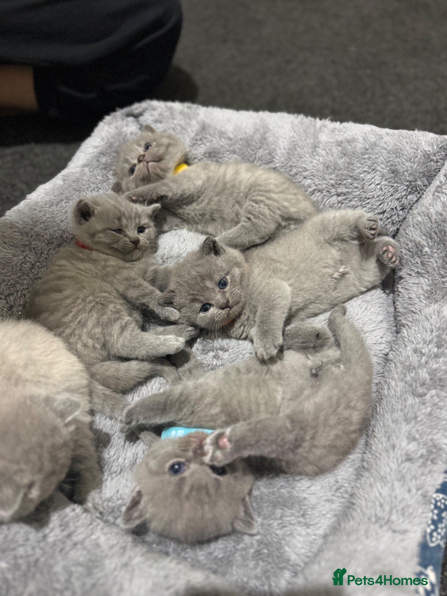 British Shorthair cats Gorgeous Chunky BSH kittens 🐱  - Advert 18