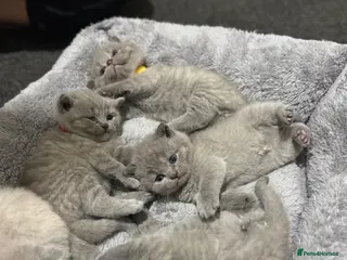 British Shorthair cats Gorgeous Chunky BSH kittens 🐱 - Advert 6