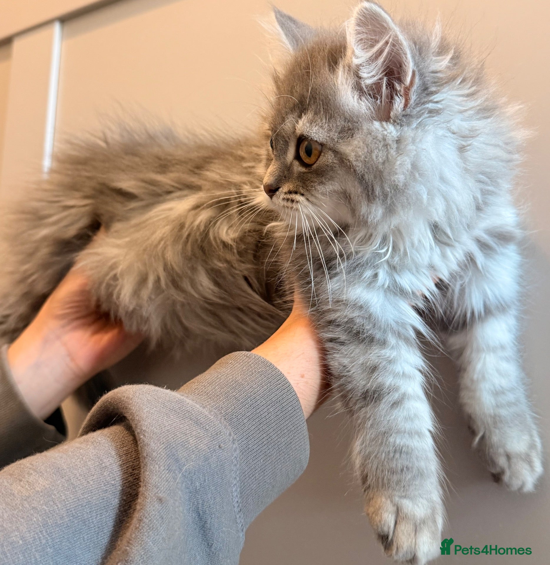 Siberian cats Full breed Siberian kittens ready now! - Advert 2
