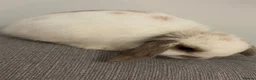 Mini Lop rabbits for sale: Mini lop bunny  - Advert 4
