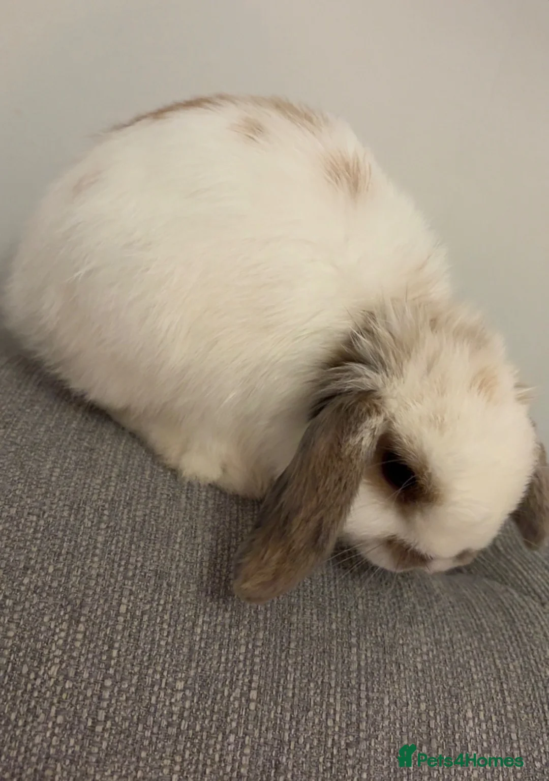 Mini Lop rabbits for sale: Mini lop bunny  - Advert 4