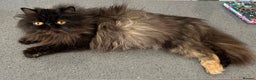 Exotic cats for sale: GCCF Registered Exotic Stud & Persian Female  - Advert 9