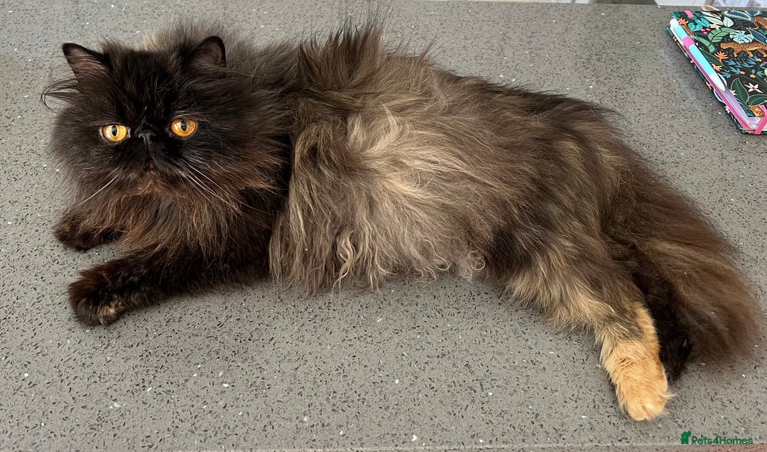 Exotic cats for sale: GCCF Registered Exotic Stud & Persian Female  - Advert 9