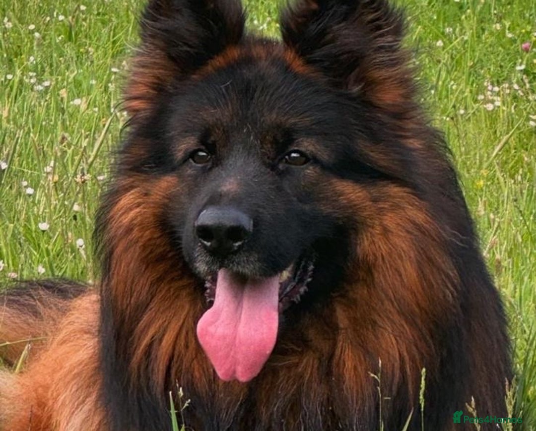 German Shepherd dogs for sale: 1 Boy Left! GSD Puppy - Advert 5