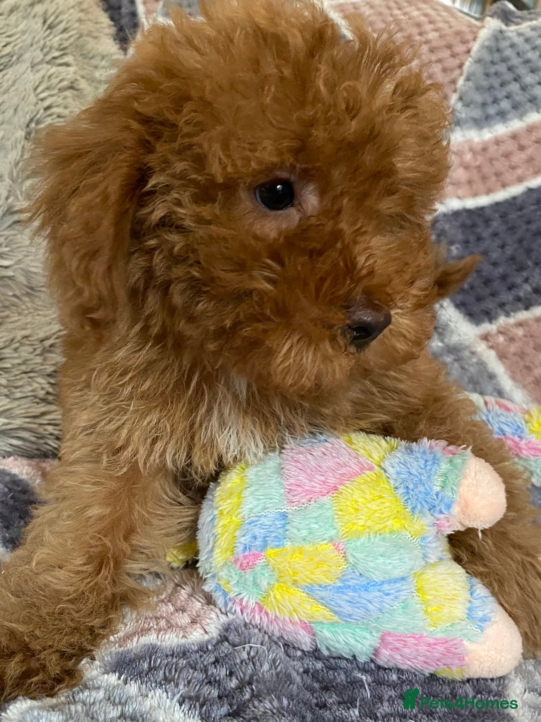 Cockapoo dogs for sale: Stunning fox red cockapoo puppies PRA clear  - Image 10