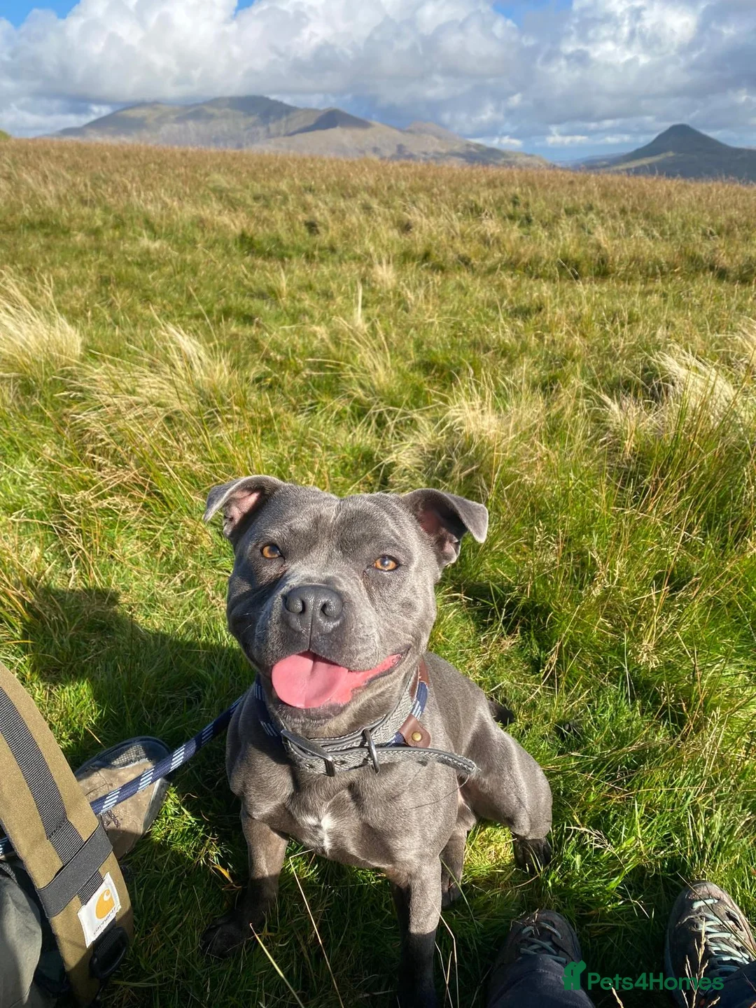 Staffordshire Bull Terrier dogs for sale: 🐾 KC Staffordshire Bull Terrier  🐾 in Pwllheli - Advert 8