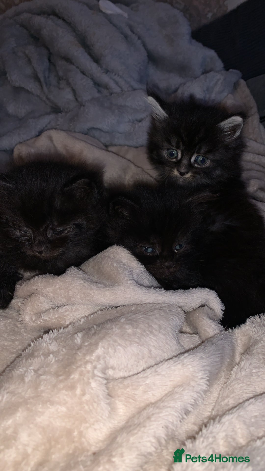 Maine Coon cats for sale: Maine coon kittens  - Advert 2