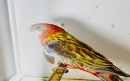 Parakeets birds for sale: Stunning Rubino/pastel rosellas for sale   - Image 8