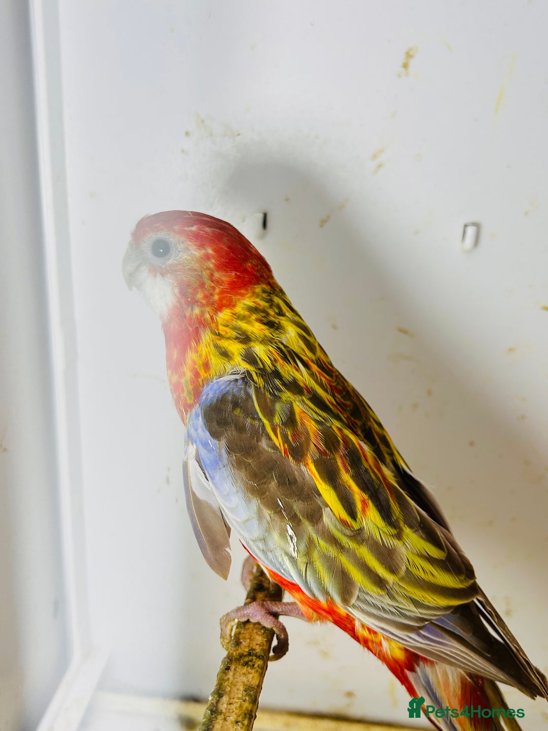 Parakeets birds for sale: Stunning Rubino/pastel rosellas for sale   - Image 8