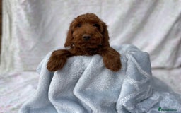 Cockapoo dogs for sale: F1 fox red cockapoos mixed littler new ad   - Image 8